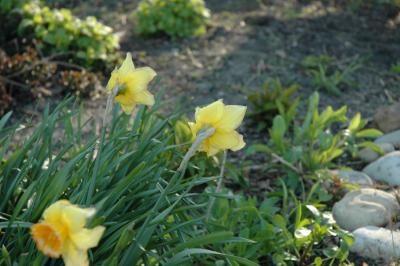 garden in late afternoon light