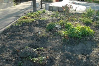 garden in late afternoon light