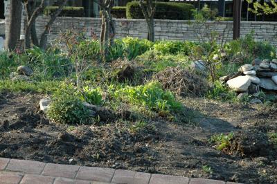 garden in late afternoon light