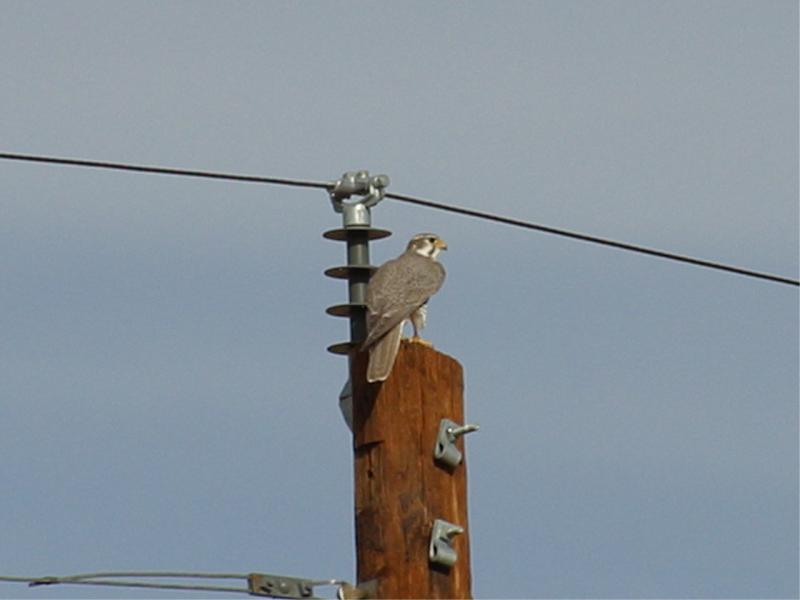 Prarie Falcon