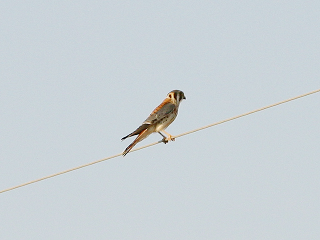 American Kestrel