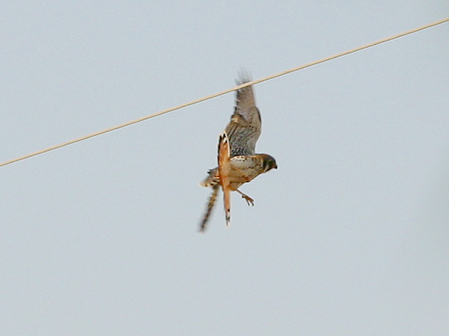 American Kestrel