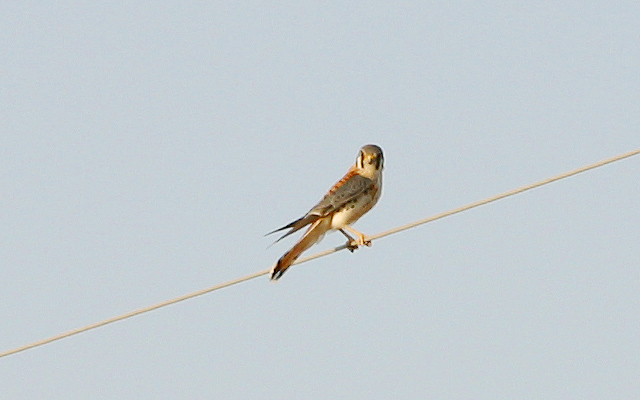 American Kestrel