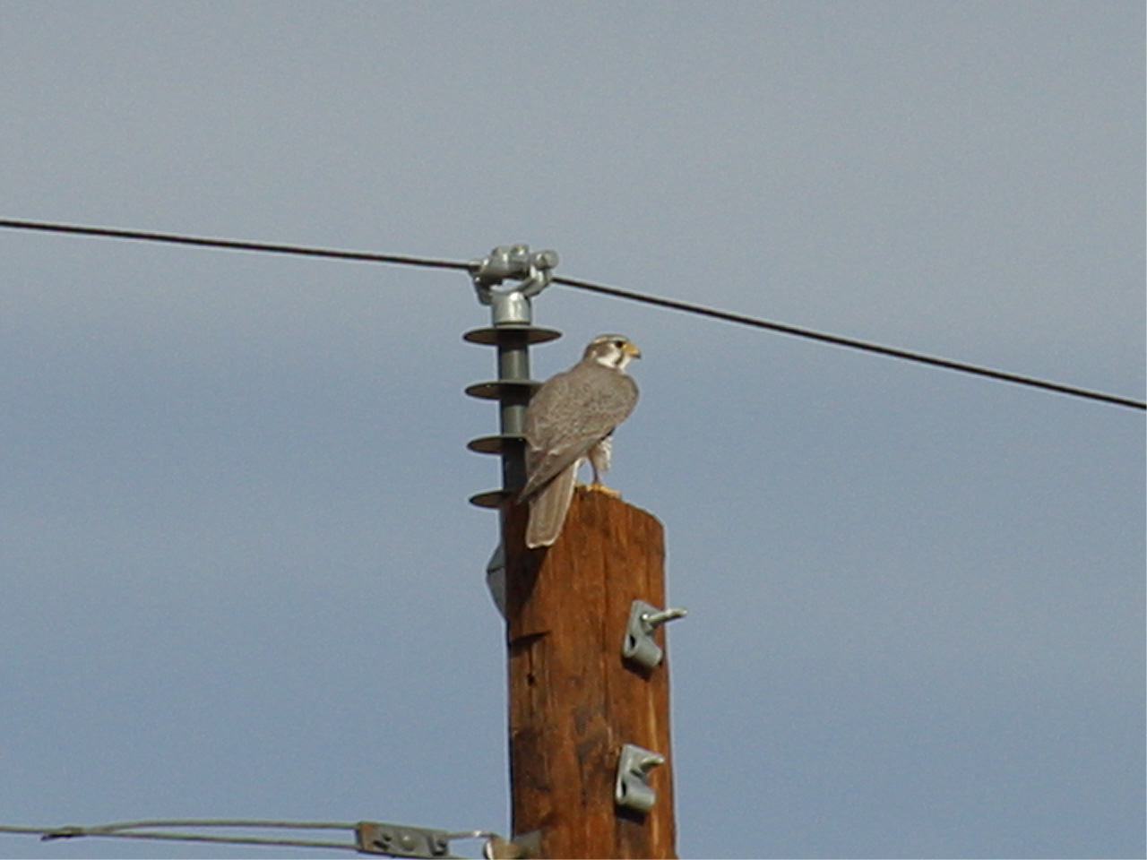 Prarie Falcon