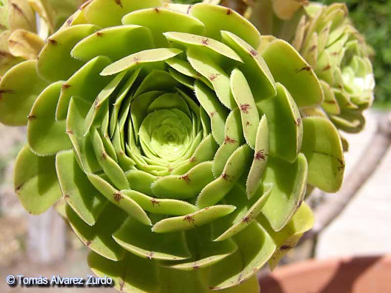 Siempreviva arbrea (Aeonium arboreum)