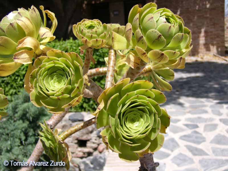 Siempreviva arbrea (Aeonium arboreum)