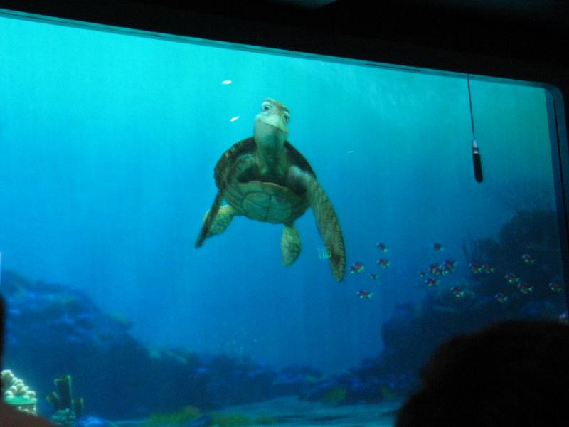 Epcot: Crush in The Living Seas Turtle Talk