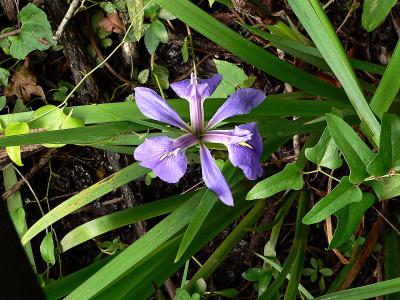 DayLilly1.jpg