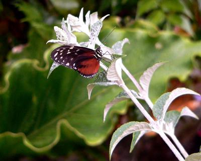 redbutterfly1.jpg