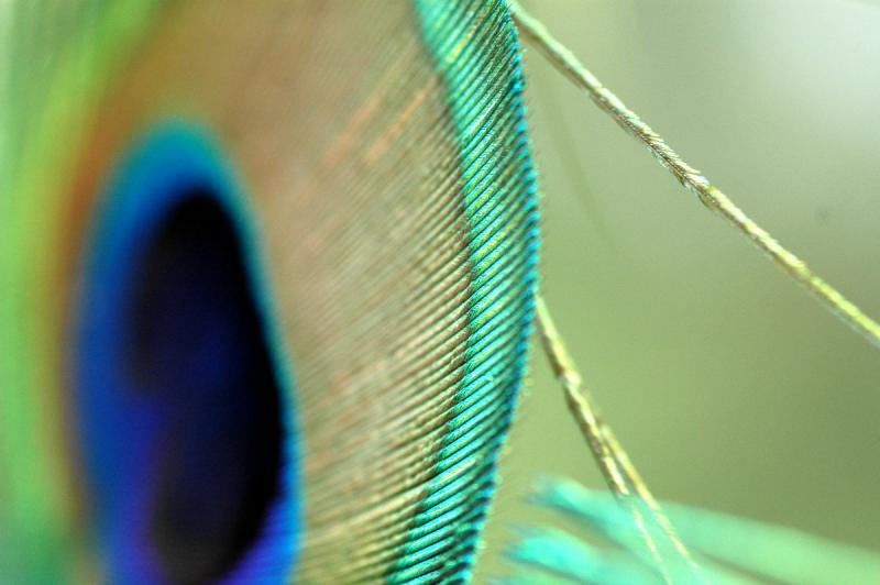 Peacock/Macro 04