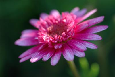 DSC_7464a.jpg