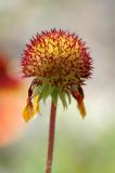 Wild flower field