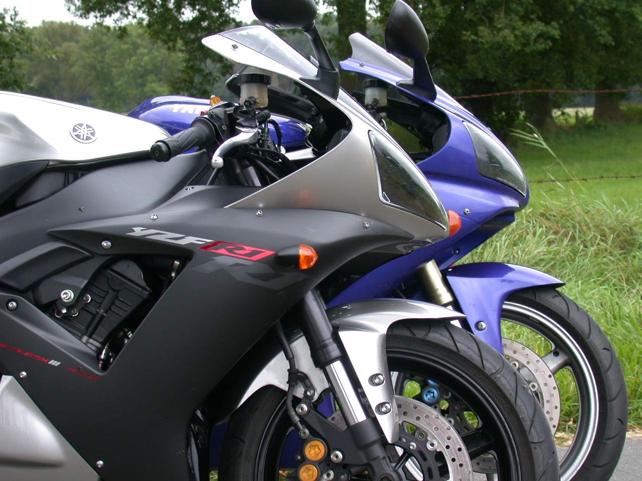 Two beauties