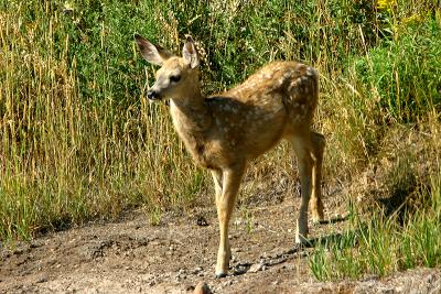 Mule Deer Fawn