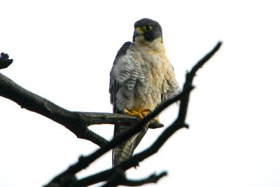 Peregin Falcon