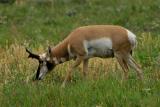 Pronghorn