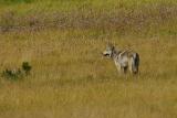 Uncollared gray wolf