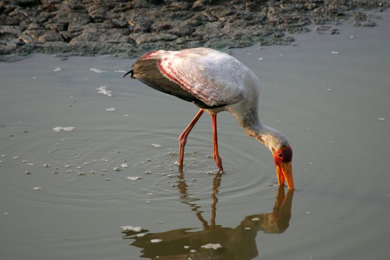 Yellow-billed Stork, fishing