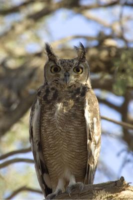 Great Eagle Owl