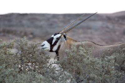 King Albert, the local Gemsbok Oryx