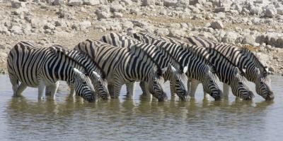 A Zebra line up