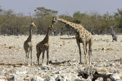 Family of Giraffe