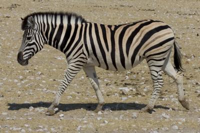 A beautiful Zebra