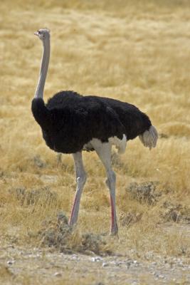 Ostrich in breeding plumage