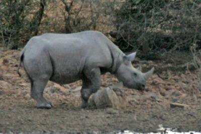 Black Rhino at the waterhole