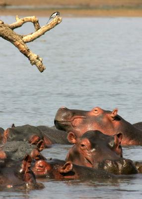 Hippos relaxing