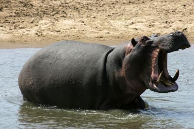 A Hippo yawn
