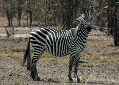 Zambian Zebra (with no brown stripes)