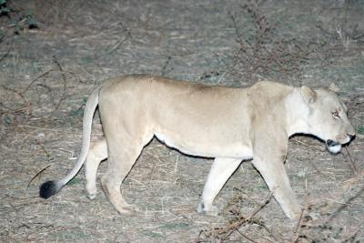 Lioness, by night