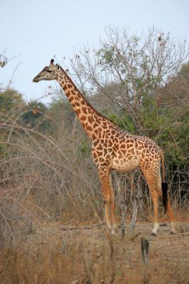 Female Giraffe (light in color)