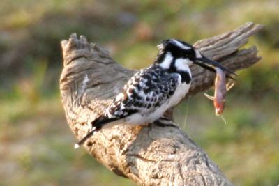 Pied Kingfisher with Squeaker Fish