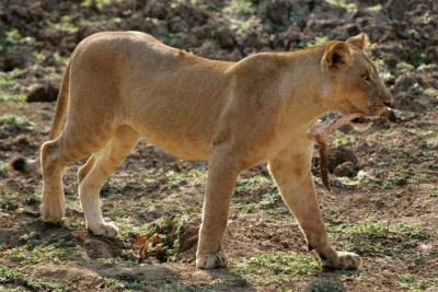 Lioness, by day (with Impala leg)