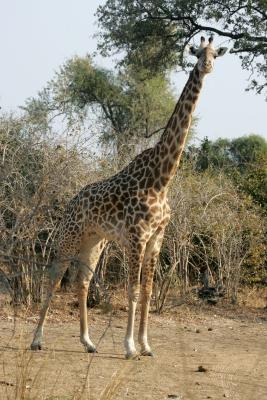 Male Giraffe (darker in color)