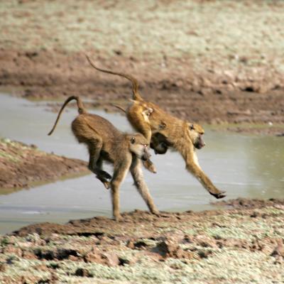 Leaping Baboons