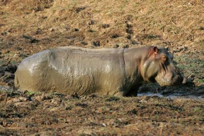 Wallowing in the mud