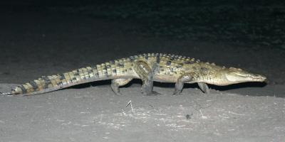 Crocodile by night