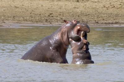 Baby Hippo fight!
