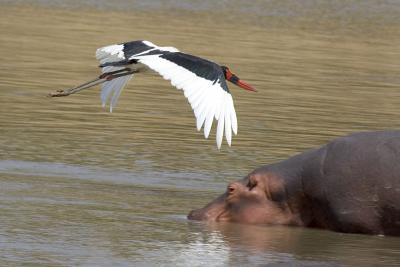 Saddlebill Stork and Hippo