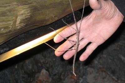 Jim finds a Stick Insect