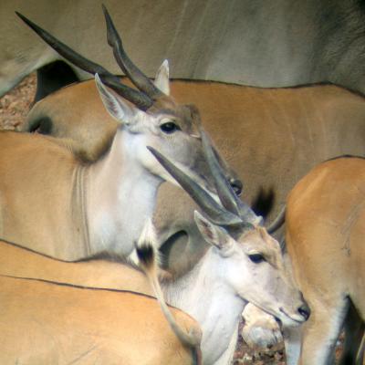 Eland -- magical antelope