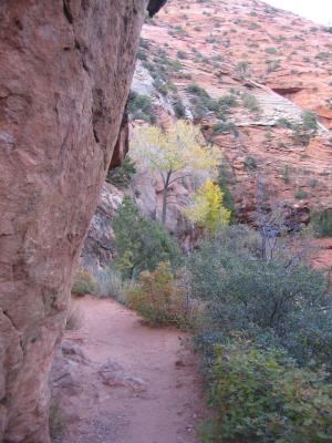 The Overlook trail