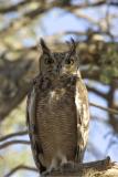 Great Eagle Owl
