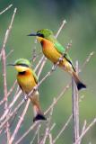 Little Bee-eaters