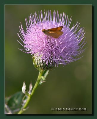 Thistle Worker