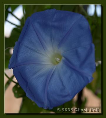 Good Afternoon - Mornin' Glory