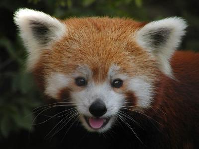 Photogrif - Red Panda